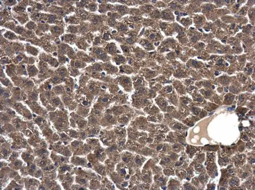 C18orf24 antibody detects C18orf24 protein at cytoplasm in mouse liver by immunohistochemical analysis. Sample: Paraffin-embedded mouse liver. C18orf24 antibody (GTX119803) diluted at 1:500. 
 Antigen Retrieval: Citrate buffer, pH 6.0, 15 min
