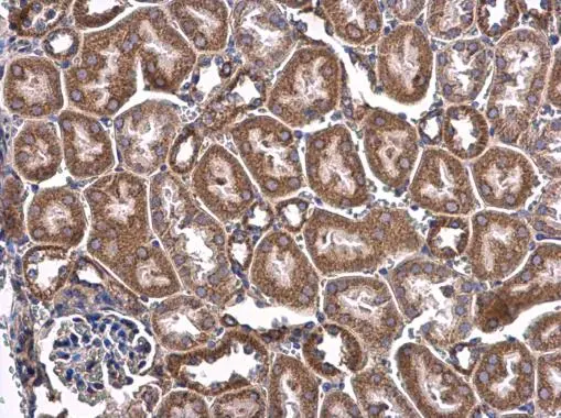CHCHD3 antibody [N1C3] detects CHCHD3 protein at cytoplasm in mouse kidney by immunohistochemical analysis. Sample: Paraffin-embedded mouse kidney. CHCHD3 antibody [N1C3] (GTX119821) diluted at 1:500. 
 Antigen Retrieval: Citrate buffer, pH 6.0, 15 min