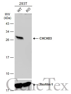 Wild-type (WT) and CHCHD3 knockout (KO) 293T cell extracts (30 μg) were separated by 12% SDS-PAGE, and the membrane was blotted with CHCHD3 antibody [N1C3] (GTX119821) diluted at 1:2000. The HRP-conjugated anti-rabbit IgG antibody (GTX213110-01) was used to detect the primary antibody.