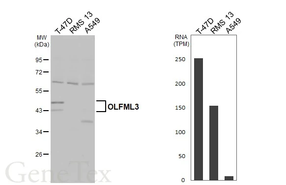 Various whole cell extracts (30 μg) were separated by 10% SDS-PAGE, and the membrane was blotted with OLFML3 antibody [N1C1] (GTX119826) diluted at 1:1000. The HRP-conjugated anti-rabbit IgG antibody (GTX213110-01) was used to detect the primary antibody. Corresponding RNA expression data for the same cell lines are based on Human Protein Atlas program.