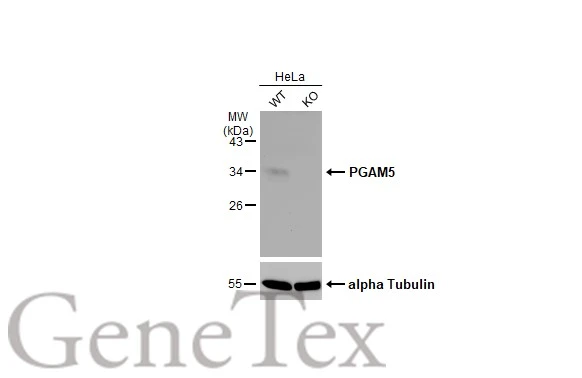 Wild-type (WT) and PGAM5 knockout (KO) 293T cell extracts (30 μg) were separated by 12% SDS-PAGE, and the membrane was blotted with PGAM5 antibody (GTX119887) diluted at 1:1000. The HRP-conjugated anti-rabbit IgG antibody (GTX213110-01) was used to detect the primary antibody, and the signal was developed with Trident ECL plus-Enhanced.