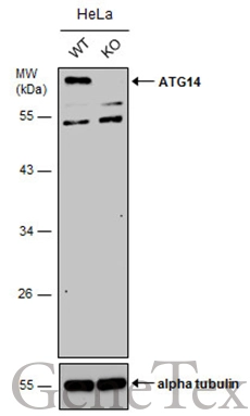 Wild-type (WT) and ATG14 knockout (KO) HeLa cell extracts (30 μg) were separated by 10% SDS-PAGE, and the membrane was blotted with ATG14 antibody (GTX119950) diluted at 1:3000. The HRP-conjugated anti-rabbit IgG antibody (GTX213110-01) was used to detect the primary antibody, and the signal was developed with Trident ECL plus-Enhanced.