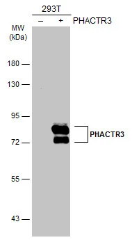 PHACTR3 antibody