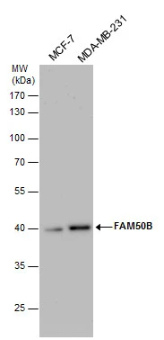FAM50B antibody detects FAM50B protein by Western blot analysis. Various whole cell extracts (30 μg) were separated by 10% SDS-PAGE, and the membrane was blotted with FAM50B antibody (GTX120020) diluted by 1:1000.