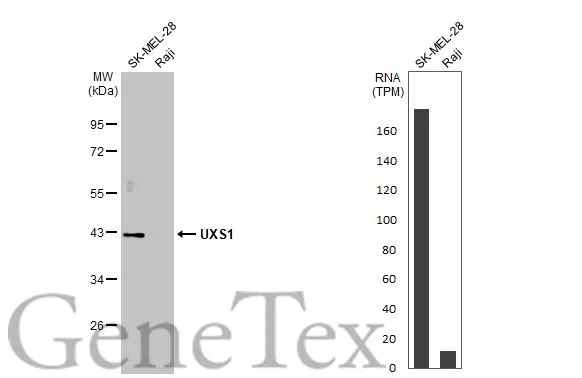 UXS1 antibody [N3C3]