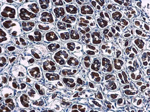 WDR24 antibody [N3C2], Internal