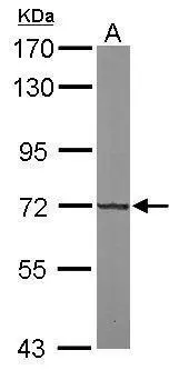 Sample (50 ug of whole cell lysate) A: Mouse brain 7.5% SDS PAGE GTX120173 diluted at 1:1000