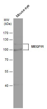 MEGF11 antibody detects MEGF11 protein by western blot analysis. Mouse tissue extracts (50 μg) was separated by 7.5 % SDS-PAGE, and the membrane was blotted with MEGF11 antibody (GTX120233) diluted by 1:1000.