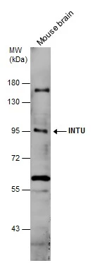 Mouse tissue extract (50 μg) was separated by 7.5% SDS-PAGE, and the membrane was blotted with INTU antibody (GTX120239) diluted at 1:500.