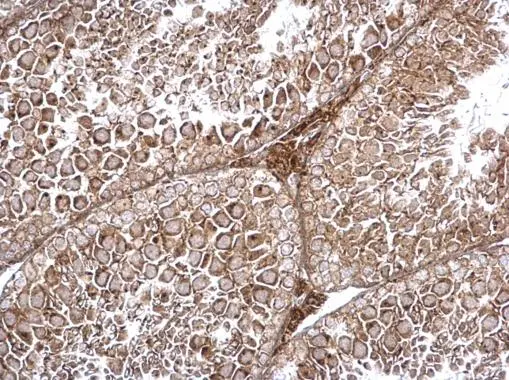 TRAPPC2L antibody detects TRAPPC2L protein at cytosol on mouse testis by immunohistochemical analysis. Sample: Paraffin-embedded mouse testis. TRAPPC2L antibody (GTX120259) dilution: 1:500. 
 Antigen Retrieval: Trilogy? (EDTA based, pH 8.0) buffer, 15min