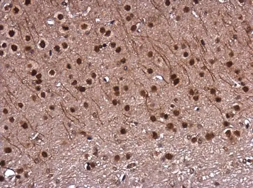 DNTTIP1 antibody detects DNTTIP1 protein at nucleus in mouse brain by immunohistochemical analysis. Sample: Paraffin-embedded mouse brain. DNTTIP1 antibody (GTX120392) diluted at 1:500. 
 Antigen Retrieval: Citrate buffer, pH 6.0, 15 min