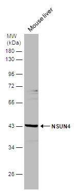 Mouse tissue extract (50 μg) was separated by 10% SDS-PAGE, and the membrane was blotted with NSUN4 antibody [N1C2] (GTX120442) diluted at 1:500.