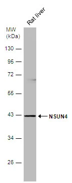 Rat tissue extract (50 μg) was separated by 10% SDS-PAGE, and the membrane was blotted with NSUN4 antibody [N1C2] (GTX120442) diluted at 1:500.