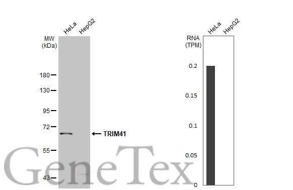 Various whole cell extracts (30 μg) were separated by 7.5% SDS-PAGE, and the membrane was blotted with TRIM41 antibody (GTX120602) diluted at 1:1000. The HRP-conjugated anti-rabbit IgG antibody (GTX213110-01) was used to detect the primary antibody. Corresponding RNA expression data for the same cell lines are based on Human Protein Atlas program.