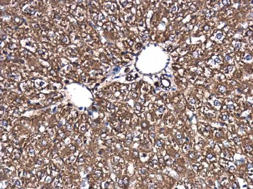 SPATA13 antibody detects SPATA13 protein at cytoplasm in rat liver by immunohistochemical analysis. Sample: Paraffin-embedded rat liver. SPATA13 antibody (GTX120616) diluted at 1:500. 
 Antigen Retrieval: Citrate buffer, pH 6.0, 15 min
