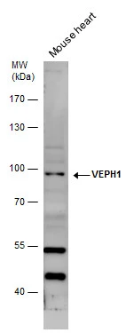 VEPH1 antibody