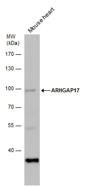 ARHGAP17 antibody