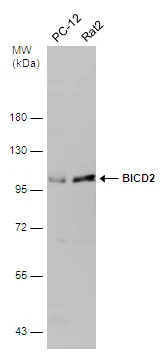 BICD2 antibody
