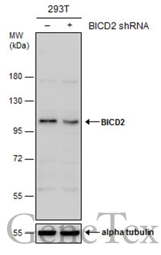 Non-transfected (–) and transfected (+) 293T whole cell extracts (30 μg) were separated by 7.5% SDS-PAGE, and the membrane was blotted with BICD2 antibody (GTX120683) diluted at 1:1000.