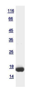 10ug of GTX120857-pro HIST1H3B recombinant protein analyzed using SDS-PAGE and stained with coomassie blue and captured by black and white camera.