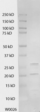 Western blot analysis using GFP antibody. Approx MW ~26kDa Western blot analysis using GFP antibody. Approx MW ~26kDa