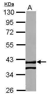 RTN4IP1 antibody