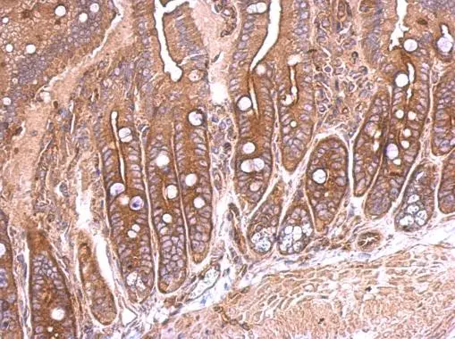 SEMA4B antibody detects SEMA4B protein at membrane on mouse intestine by immunohistochemical analysis. Sample: Paraffin-embedded mouse intestine. SEMA4B antibody (GTX121035) dilution: 1:500. 
 Antigen Retrieval: Trilogy? (EDTA based, pH 8.0) buffer, 15min
