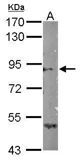 Sample (50 ug of whole cell lysate) A: Mouse brain 7.5% SDS PAGE GTX121035 diluted at 1:1000