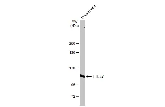TTLL7 antibody [N1N2], N-term