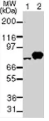 WB analysis of Daudi (A) and RAW264.7 (B) cell lysate using GTX12116 NAK antibody [108A429]. Dilution : 2 ug/ml