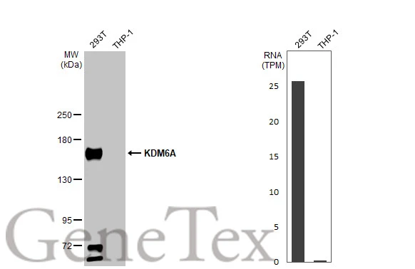 Various whole cell extracts (30 μg) were separated by 5% SDS-PAGE, and the membrane was blotted with KDM6A antibody [N2C1], Internal (GTX121246) diluted at 1:1000. The HRP-conjugated anti-rabbit IgG antibody (GTX213110-01) was used to detect the primary antibody. Corresponding RNA expression data for the same cell lines are based on Human Protein Atlas program.