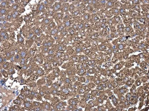PDIA6 antibody [N1N3] detects PDIA6 protein at cytoplasm in mouse liver by immunohistochemical analysis. Sample: Paraffin-embedded mouse liver. PDIA6 antibody [N1N3] (GTX121275) diluted at 1:500. 
 Antigen Retrieval: Citrate buffer, pH 6.0, 15 min
