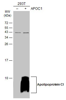 Non-transfected (–) and transfected (+) 293T whole cell extracts (30 μg) were separated by 15% SDS-PAGE, and the membrane was blotted with Apolipoprotein CI antibody (GTX121456) diluted at 1:1000. The HRP-conjugated anti-rabbit IgG antibody (GTX213110-01) was used to detect the primary antibody.