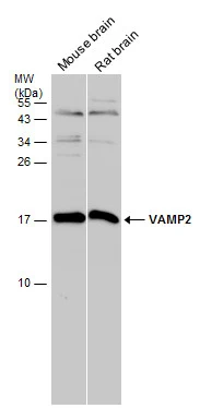 Various tissue extracts (50 μg) were separated by 15% SDS-PAGE, and the membrane was blotted with VAMP2 antibody (GTX121462) diluted at 1:1000.