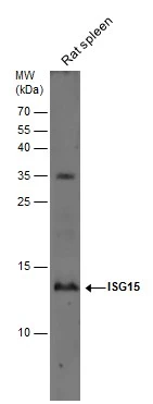 Rat tissue extract (50 ug) was separated by 15% SDS-PAGE,and the membrane was blotted with ISG15 antibody (GTX121474) diluted at 1:2000.