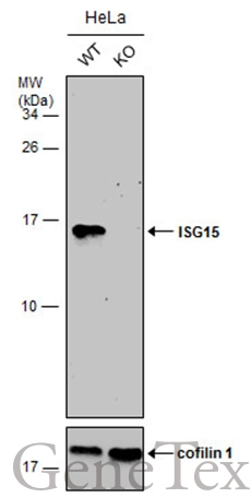 Wild-type (WT) and ISG15 knockout (KO) HeLa cell extracts (30 μg) were separated by 15% SDS-PAGE, and the membrane was blotted with ISG15 antibody (GTX121474) diluted at 1:500. The HRP-conjugated anti-rabbit IgG antibody (GTX213110-01) was used to detect the primary antibody, and the signal was developed with Trident ECL plus-Enhanced.
