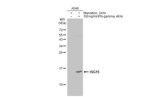 Untreated (–) and treated (+) A549 whole cell extracts (30 μg) were separated by 15% SDS-PAGE, and the membrane was blotted with ISG15 antibody (GTX121474) diluted at 1:1000. The HRP-conjugated anti-rabbit IgG antibody (GTX213110-01) was used to detect the primary antibody.