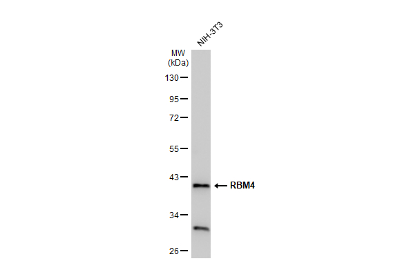 Whole cell extract (30 μg) was separated by 10% SDS-PAGE, and the membrane was blotted with RBM4 antibody (GTX121565) diluted at 1:5000. The HRP-conjugated anti-rabbit IgG antibody (GTX213110-01) was used to detect the primary antibody.