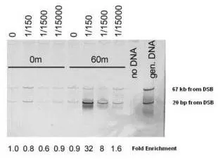 Chromatin Immunoprecipitation (ChIP) using GeneTex Affinity Purified Mre11 (S. cerevisiae) antibody (GTX12159).
