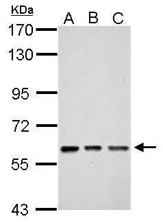 ZNF649 antibody