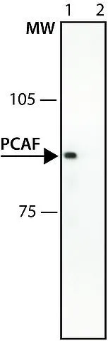 HeLa whole cell and nuclear extracts (30 ug) were separated by 7.5% SDS-PAGE,and the membrane was blotted with PCAF antibody [C3],C-term (GTX12188) diluted at 1:1000.
