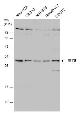 Various whole cell extracts (30 μg) were separated by 12% SDS-PAGE, and the membrane was blotted with NFYB antibody (GTX121922) diluted at 1:1000. The HRP-conjugated anti-rabbit IgG antibody (GTX213110-01) was used to detect the primary antibody.
