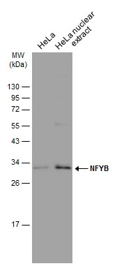 HeLa whole cell and nuclear extracts (30 μg) were separated by 12% SDS-PAGE, and the membrane was blotted with NFYB antibody (GTX121922) diluted at 1:1000. The HRP-conjugated anti-rabbit IgG antibody (GTX213110-01) was used to detect the primary antibody.