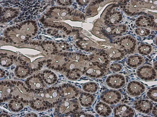 NFYB antibody detects NFYB protein at nucleus in mouse intestine by immunohistochemical analysis. Sample: Paraffin-embedded mouse intestine. NFYB antibody (GTX121922) diluted at 1:500. 
 Antigen Retrieval: Citrate buffer, pH 6.0, 15 min