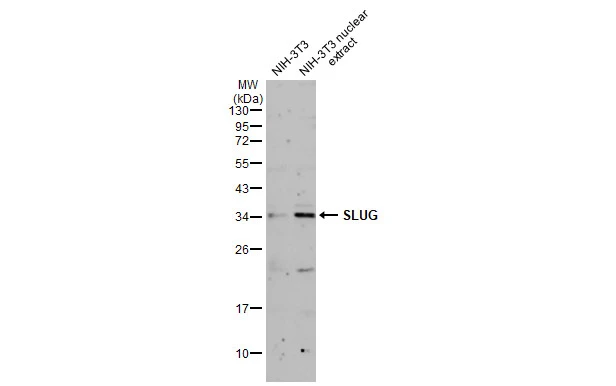 NIH-3T3 whole cell and nuclear extracts (30 μg) were separated by 12% SDS-PAGE, and the membrane was blotted with SLUG antibody (GTX121924) diluted at 1:1000. The HRP-conjugated anti-rabbit IgG antibody (GTX213110-01) was used to detect the primary antibody.