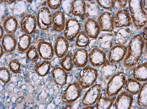 NOX4 antibody [N3C3] detects NOX4 protein at cytoplasm in rat kidney by immunohistochemical analysis. Sample: Paraffin-embedded rat kidney. NOX4 antibody [N3C3] (GTX121929) diluted at 1:500. 
 Antigen Retrieval: Citrate buffer, pH 6.0, 15 min