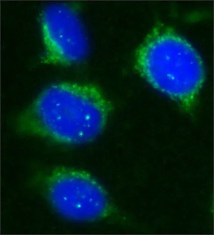 ICC/IF analysis of HeLa cells using GTX12193 SIRT2 antibody at 20 ug/mL(green) with DAPI(blue).