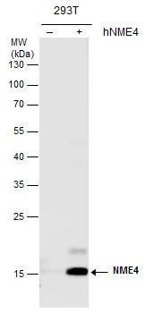 NME4 antibody