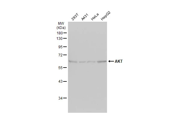 AKT antibody [N3C2],Internal detects AKT protein at cytoplasm by immunofluorescent analysis.