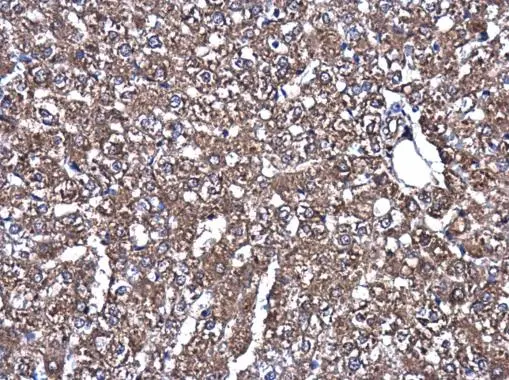 MEK1+2 antibody detects MEK1+2 protein at cytoplasm in rat liver by immunohistochemical analysis. Sample: Paraffin-embedded rat liver. MEK1+2 antibody (GTX121942) diluted at 1:500. 
 Antigen Retrieval: Citrate buffer, pH 6.0, 15 min